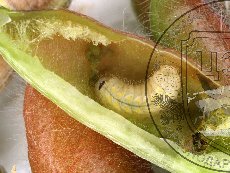 Каллимах 004